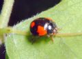 Adalia bipunctata